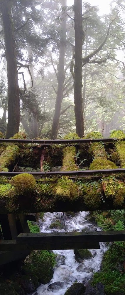 青苔舊鐵路橋與溪流