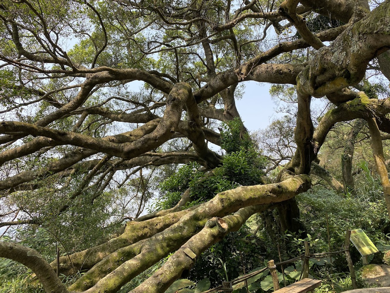 百年大榕樹盤根錯節的老樹景觀