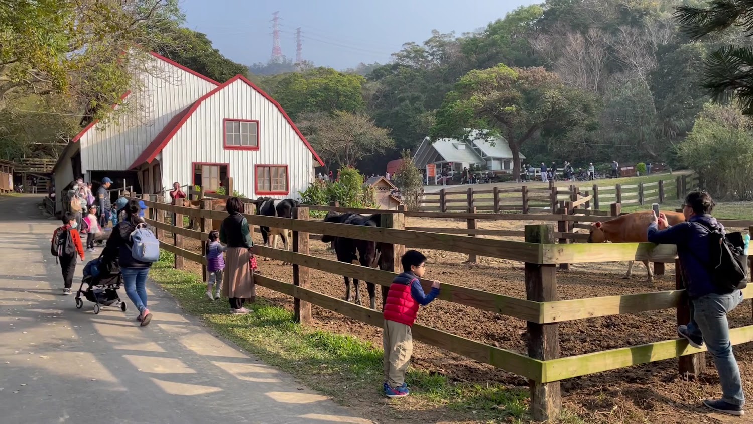 牧場有圍欄牛農舍建築和許多參觀家庭與小孩