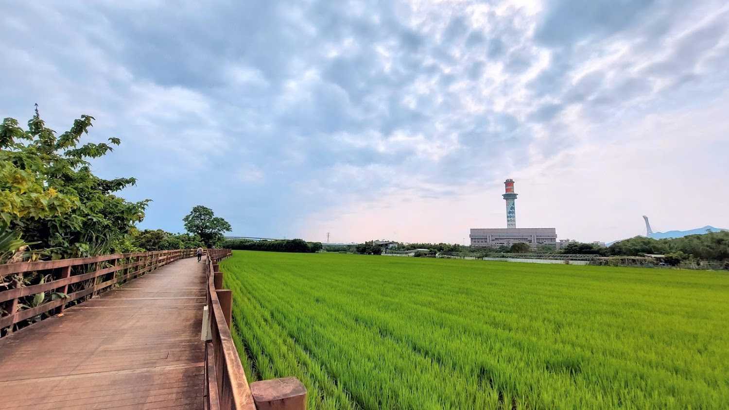 舊雙溪河步道稻田與木棧道