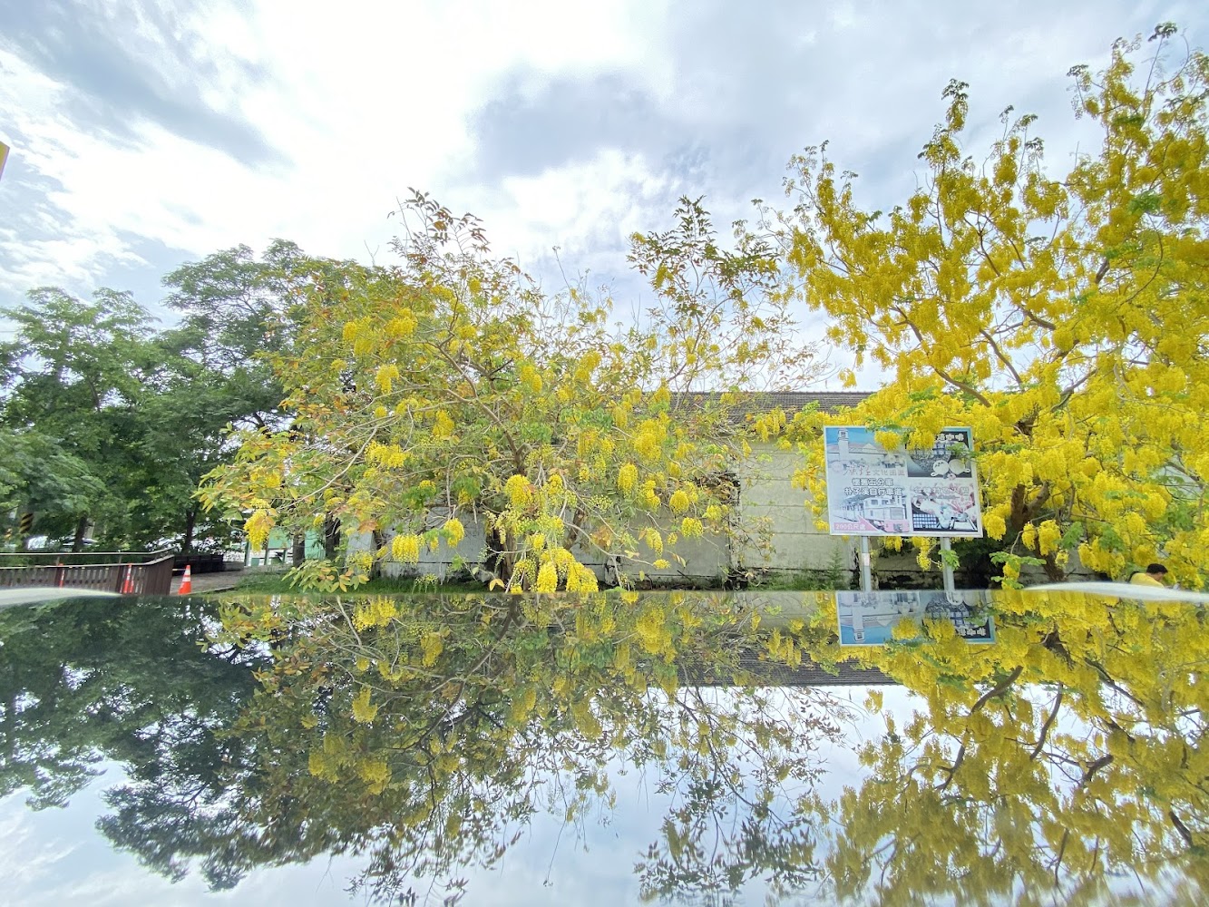 盛開黃花樹與樹下倒影及介紹板