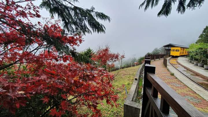 紅楓步道與黃色小火車