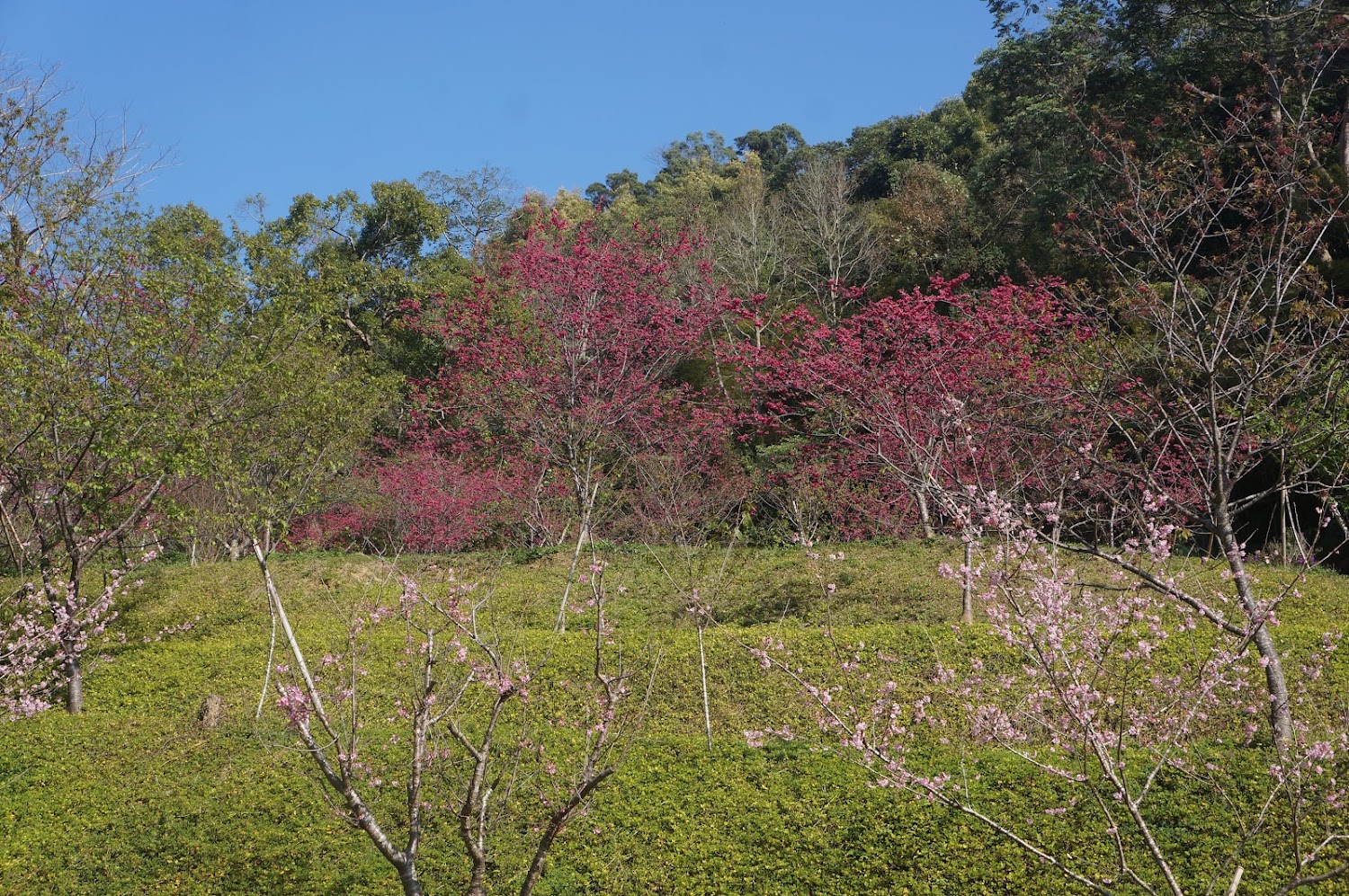 東勢林場櫻花園藍天下盛開櫻花