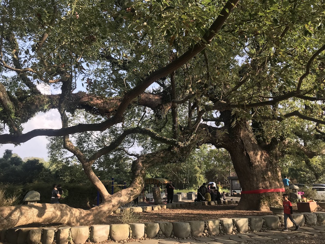 坪頂神木巨大樟樹景觀