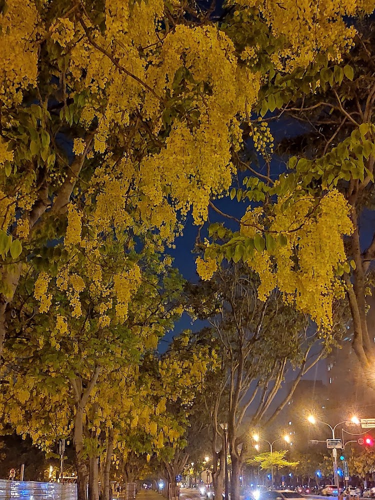 夜晚街道旁盛開阿勃勒與路燈車流景色