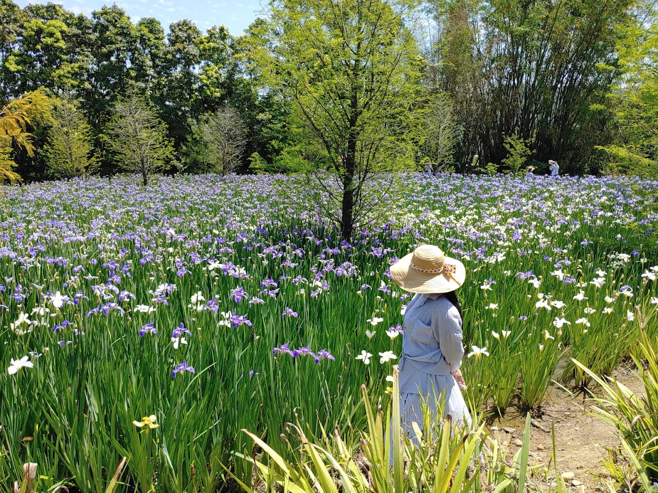 名間親子生態園區鳶尾花景觀