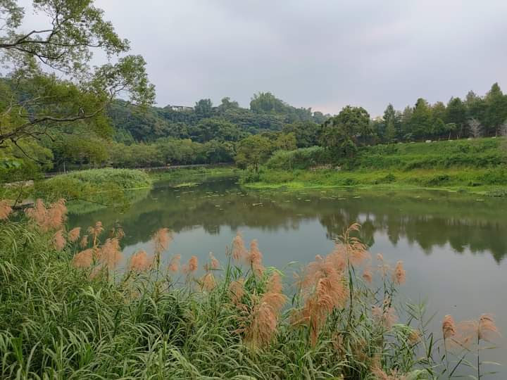 湖泊與芒草樹林倒影