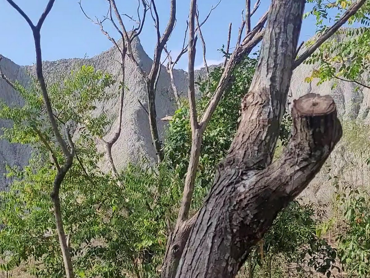龍崎牛埔惡地自然保留區老樹與泥岩山脊