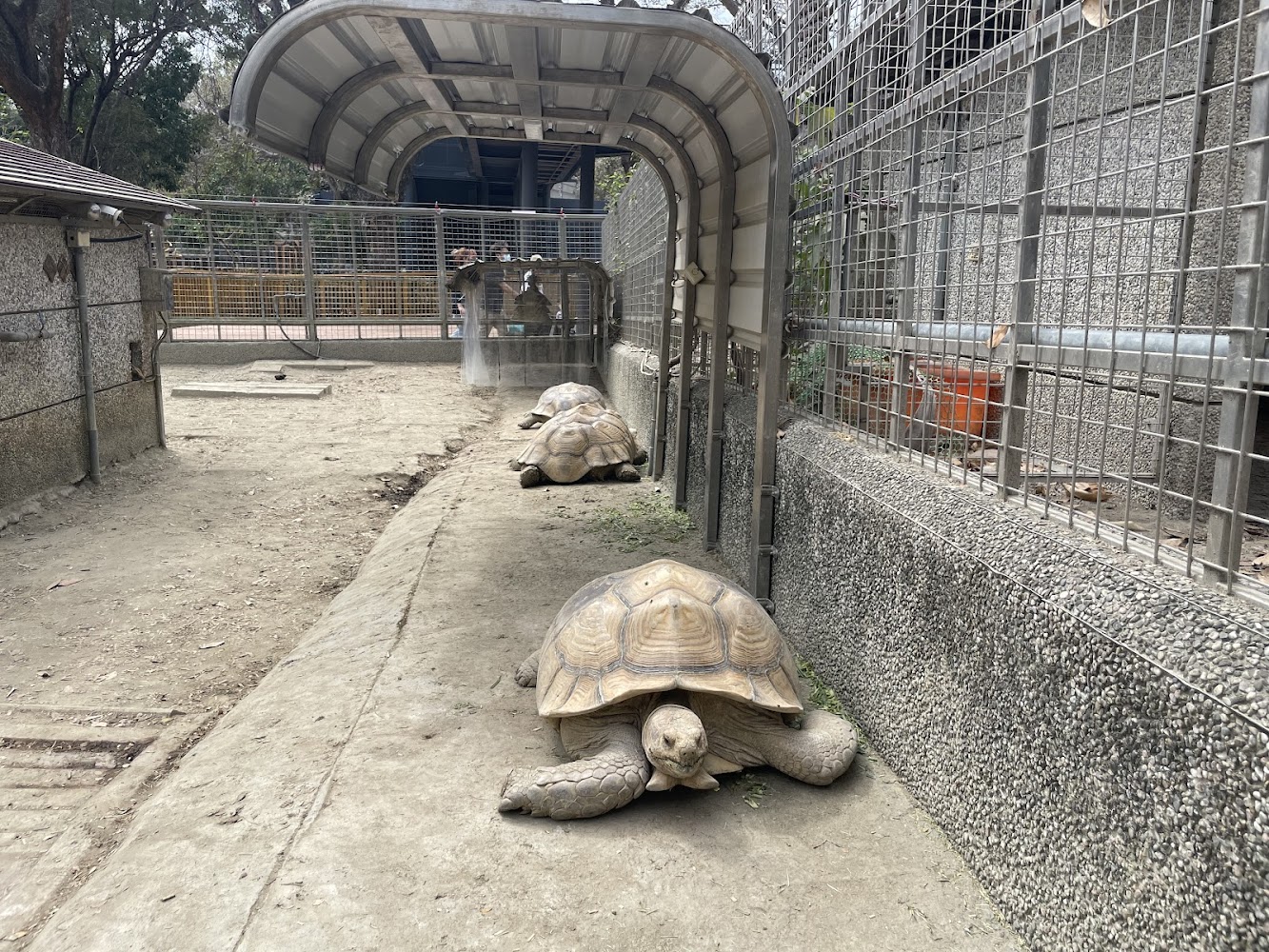 壽山動物園兩隻大型陸龜在戶外活動
