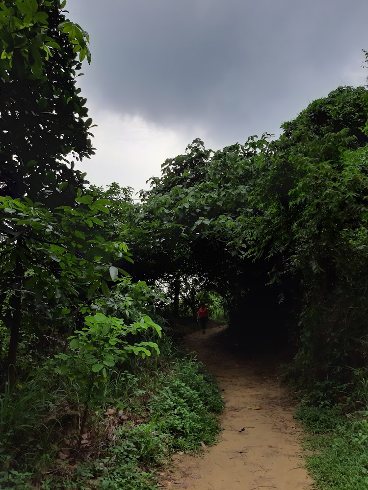 泥土步道穿越樹林，前方有人行走