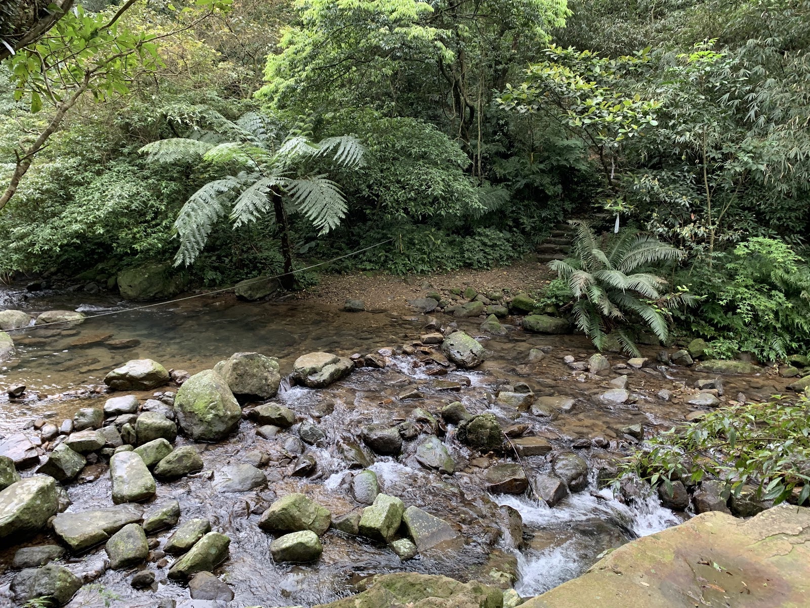 暖東峽谷清澈溪流，兩旁蕨類植物翠綠茂盛，負離子充足
