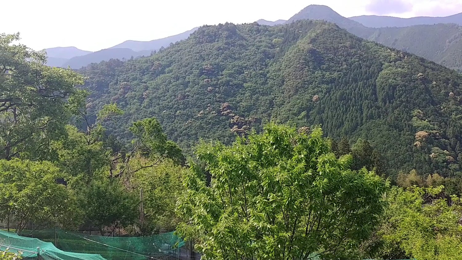 熊野古道中邊路山林景觀