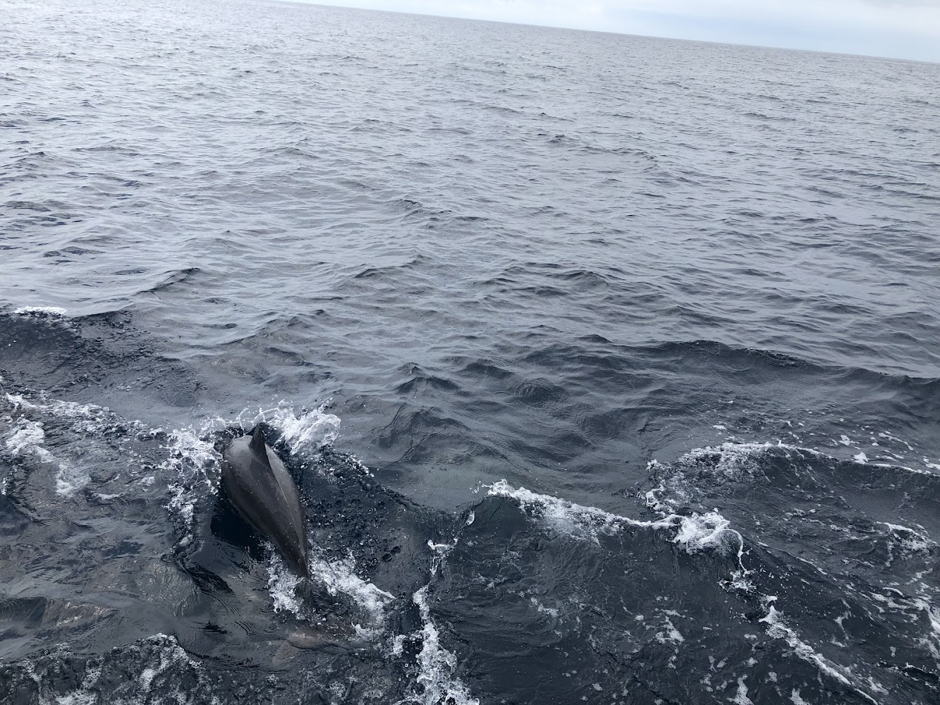 一隻海豚在海面波浪間游動