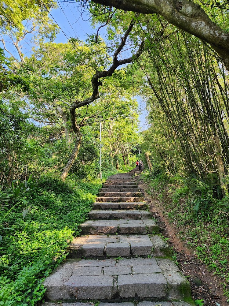 石階步道兩側綠意盎然，登山客行走其間