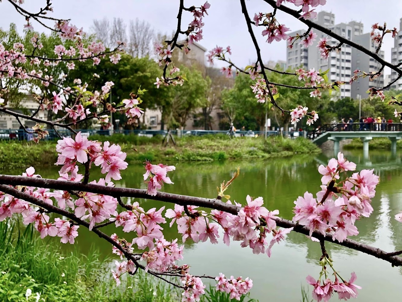 新竹公園櫻花與河景