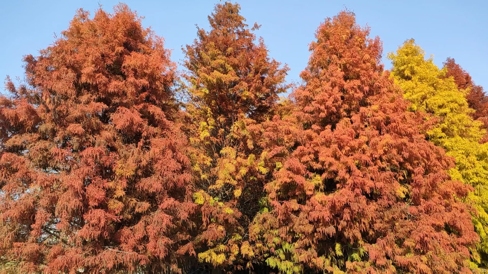 菁埔埤落羽松秋色,紅橙黃三色葉片,藍天背景