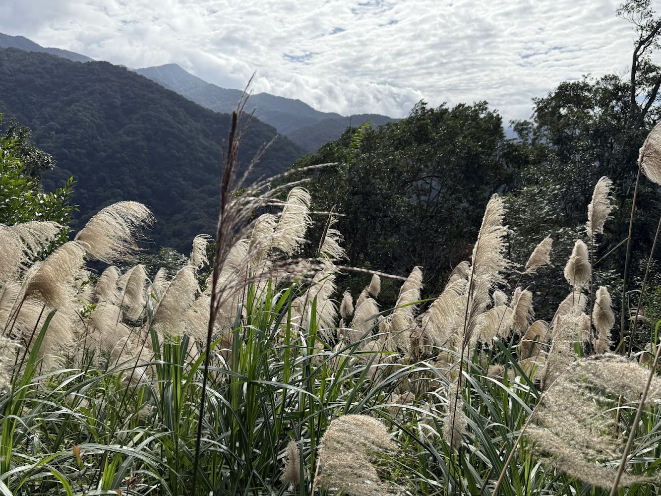 淡蘭南路芒草與山脈景觀