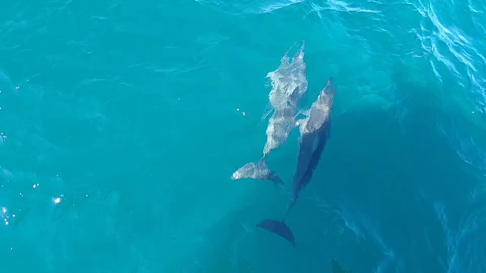 兩隻海豚在清澈海水中游動