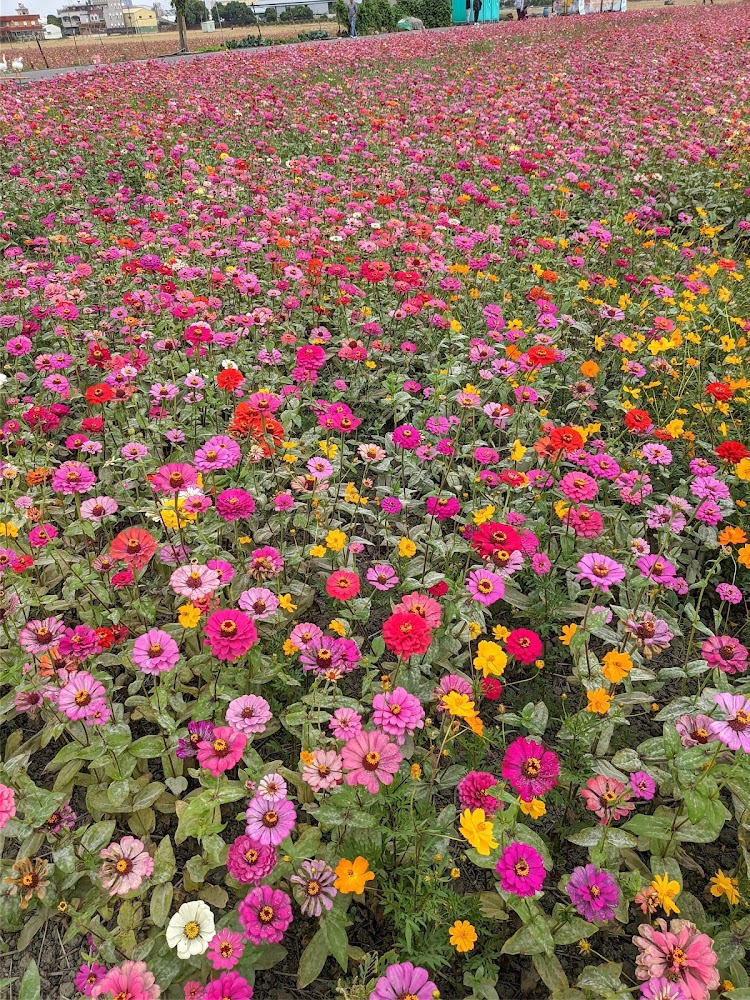 粉紅紅橙交錯的大面積花田
