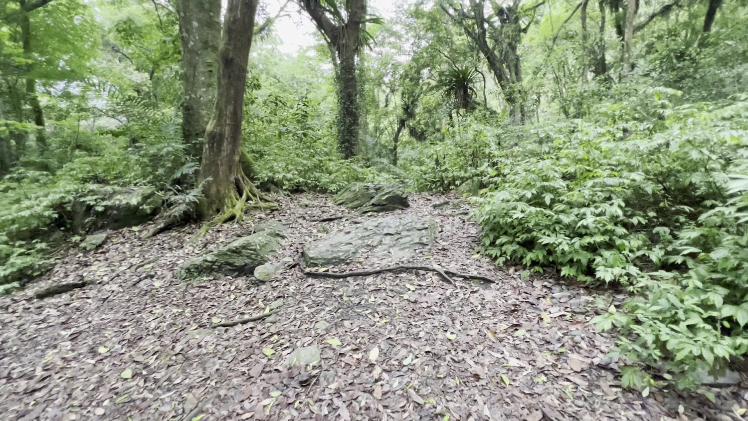 森林地面出現蛇類