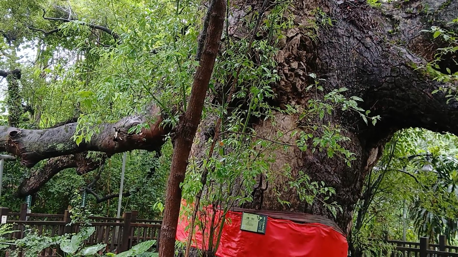 四百年老樟樹周邊步道楓葉與自然景觀，台中太平頭汴坑秘境