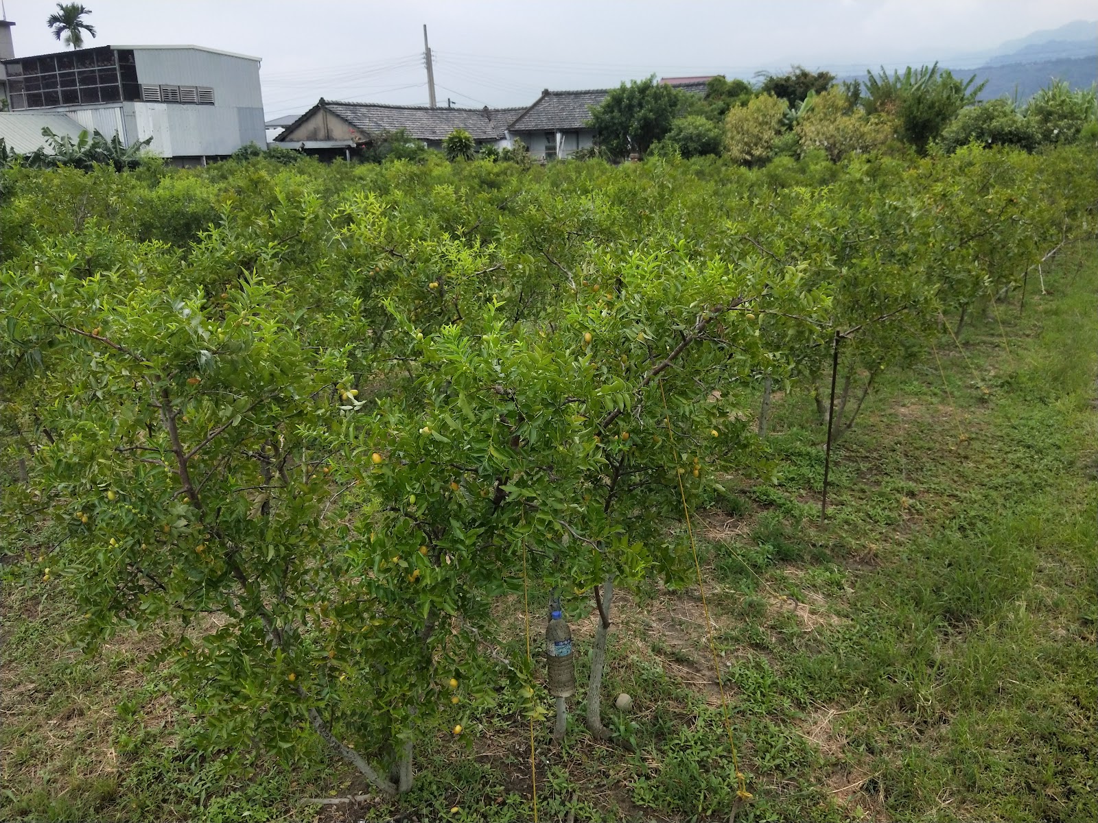 苗栗公館鄉紅棗果園整排棗樹景觀，遠方農舍與山嵐相映