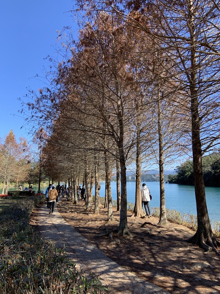 落羽松樹林與湖邊步道