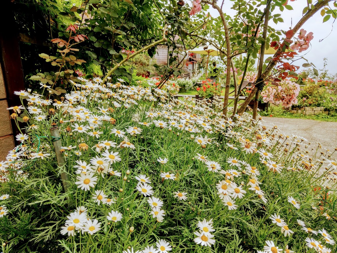 阿里山四季星空白色雛菊花園