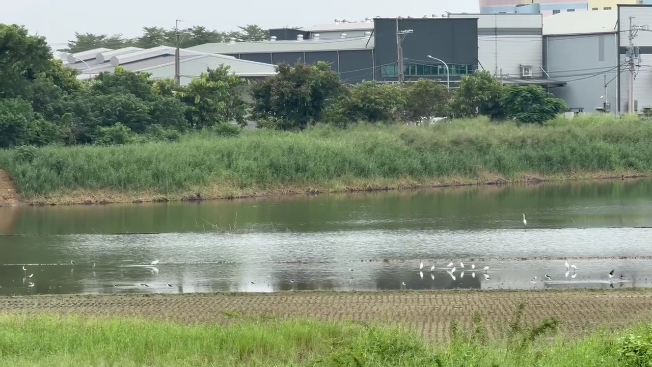 池塘中的白色水鳥與周邊植被