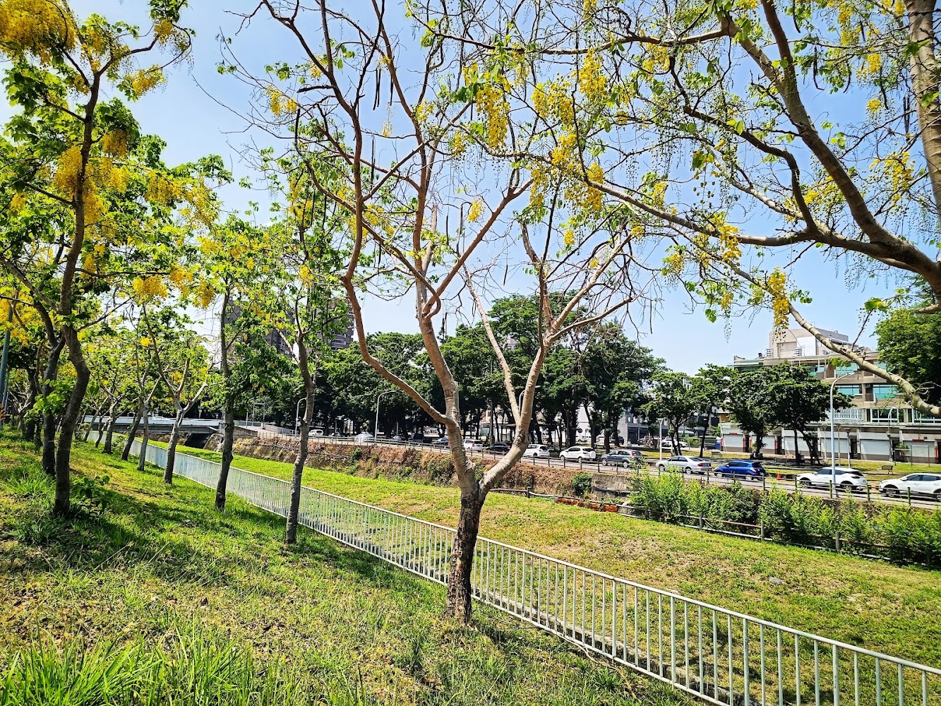 楠梓阿勃勒黃金隧道與河道白色護欄景色