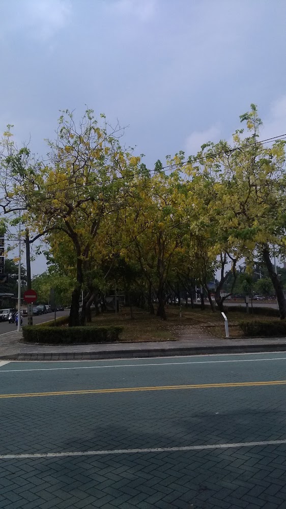 道路旁一整排長滿黃色花朵的阿勃勒樹與人行道