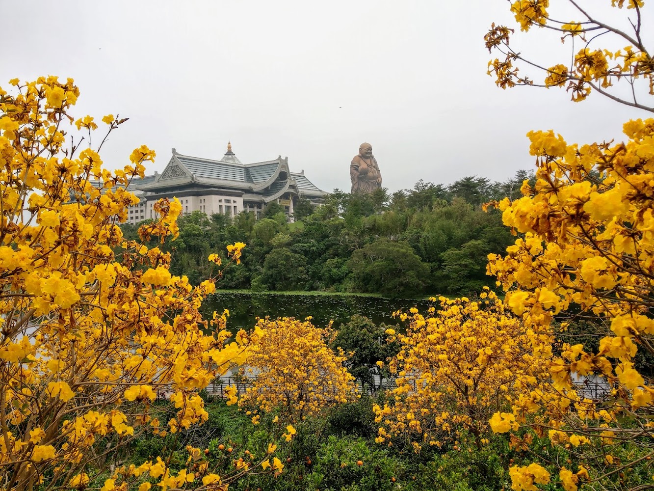 大量黃色花卉與中式建築及大型佛像