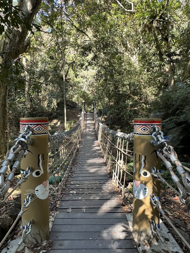 森林中的吊橋