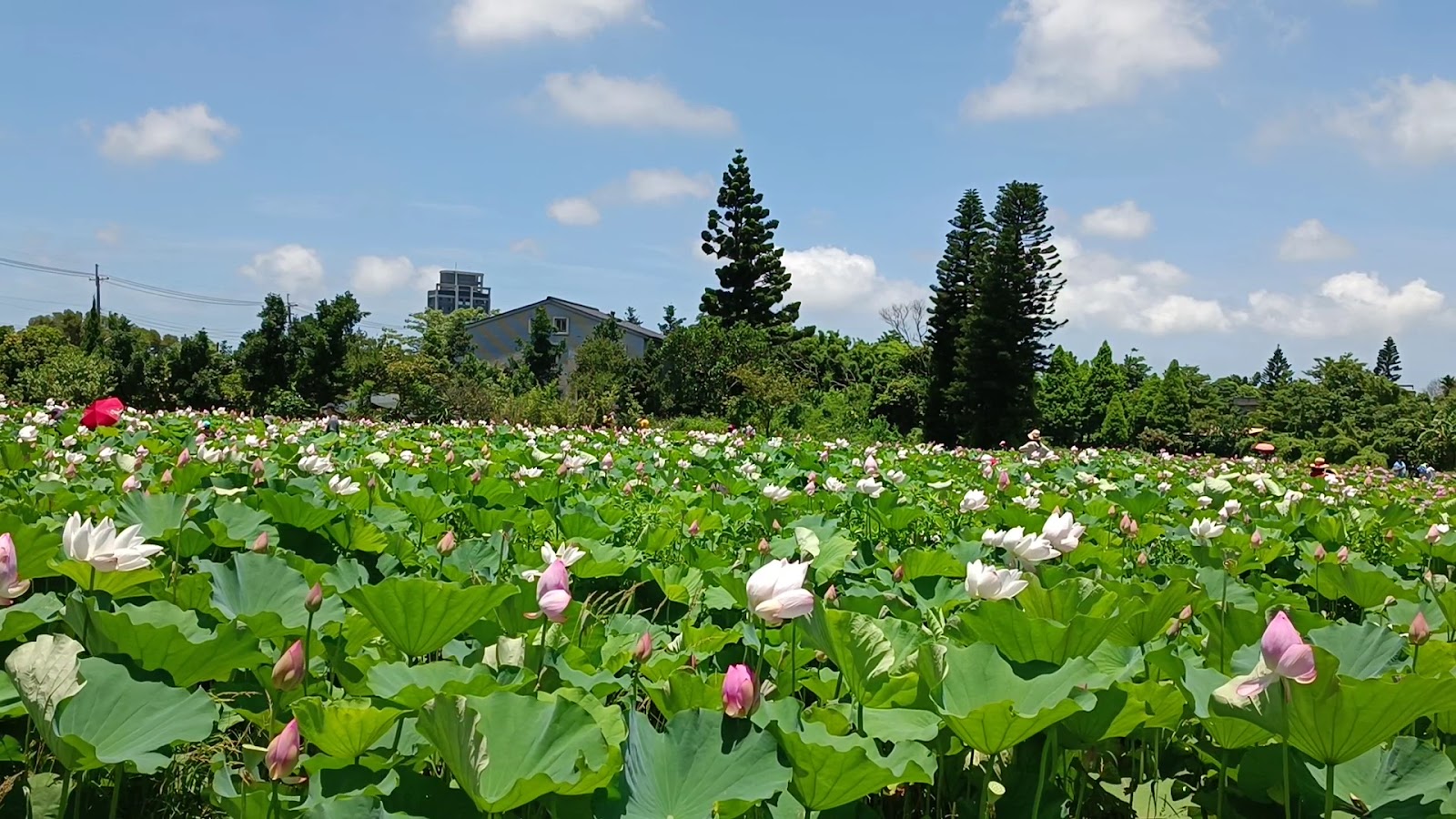 水蓮之鄉農場白粉蓮花盛開全景，遊客撐傘賞花