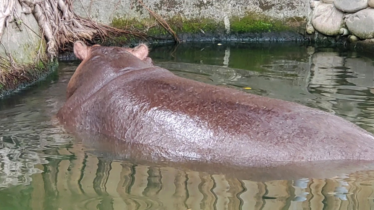 河馬浸泡在水中,只露出頭部與背部