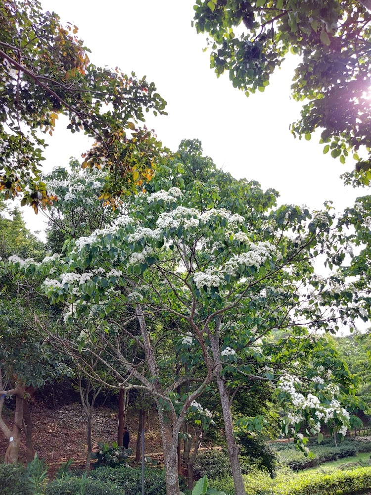 好客公園林地與白色桐花景色