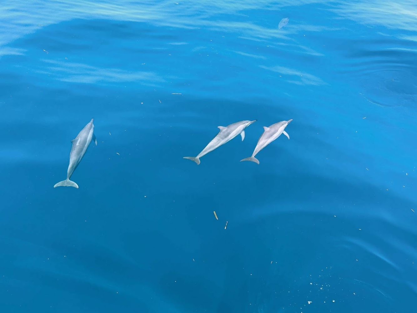 三隻海豚在藍海中悠游