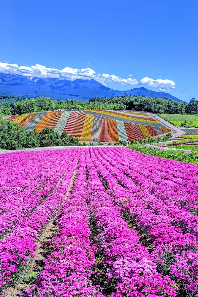 四季彩之丘花海與山景