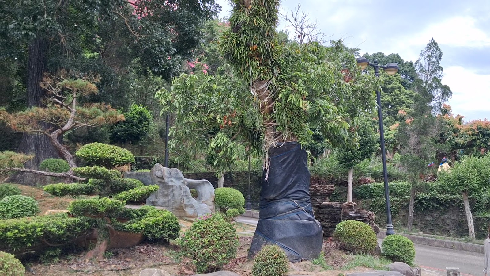 苗栗頭份品園日式花園松柏造景石燈籠岩石坡地