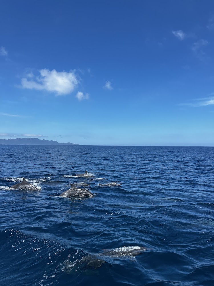 北極星壹號分享的海豚群景象