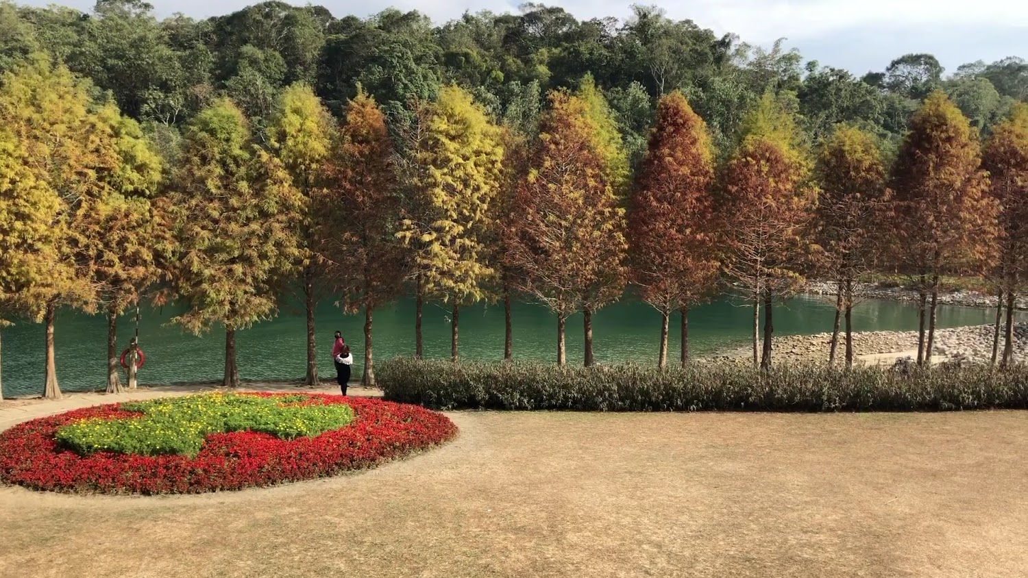 色彩漸層的落羽松與花圃