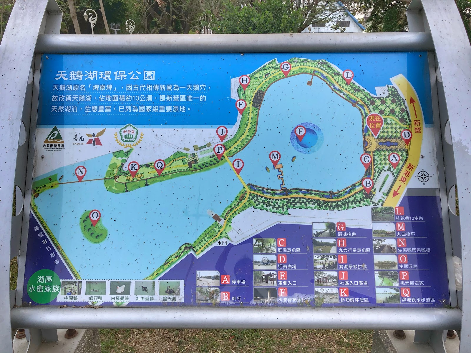 新營天鵝湖公園藍色湖水環境