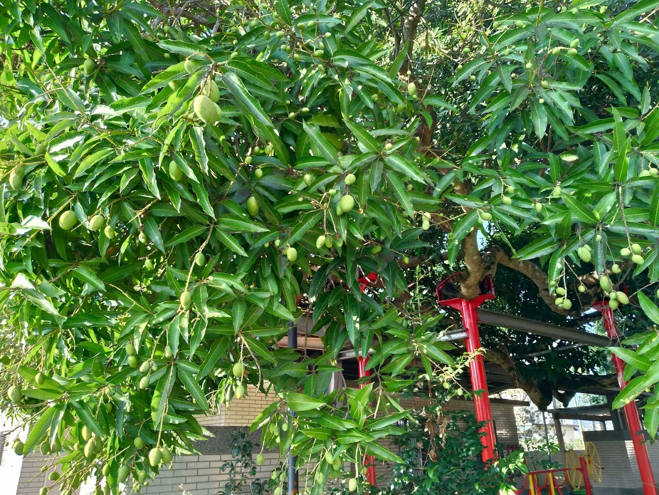 梅子社區百年芒果樹果實