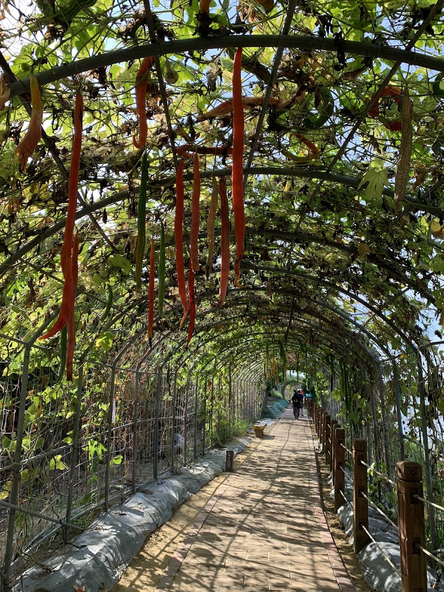 龍昇綠龍隧道橘紅色長條瓜垂掛棚架拱廊