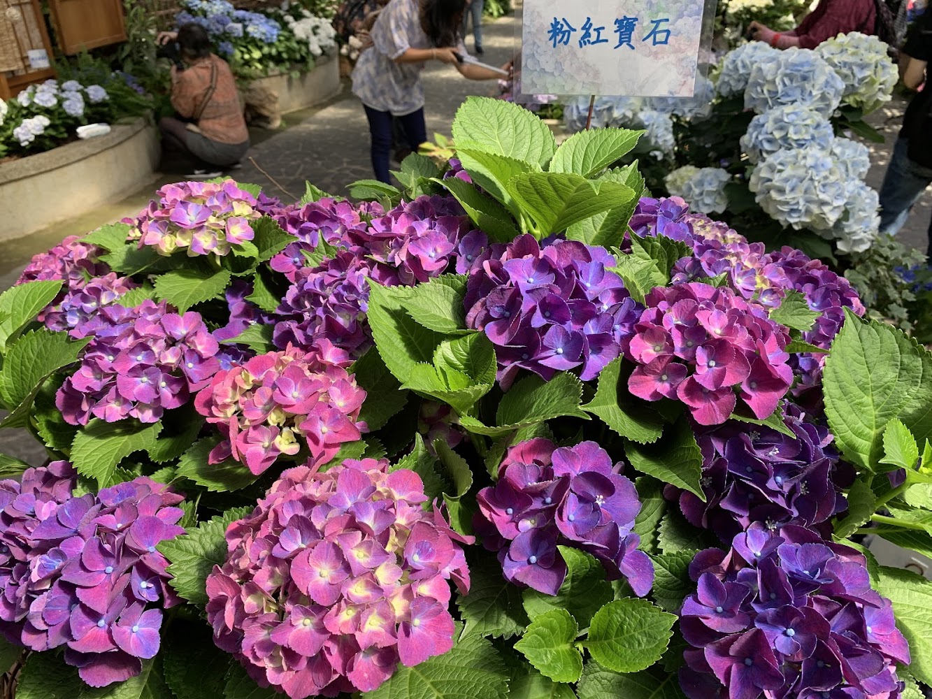 士林官邸公園繡球花展示