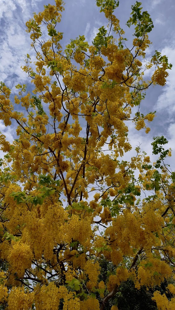 盛開金黃色花朵的樹與藍天白雲