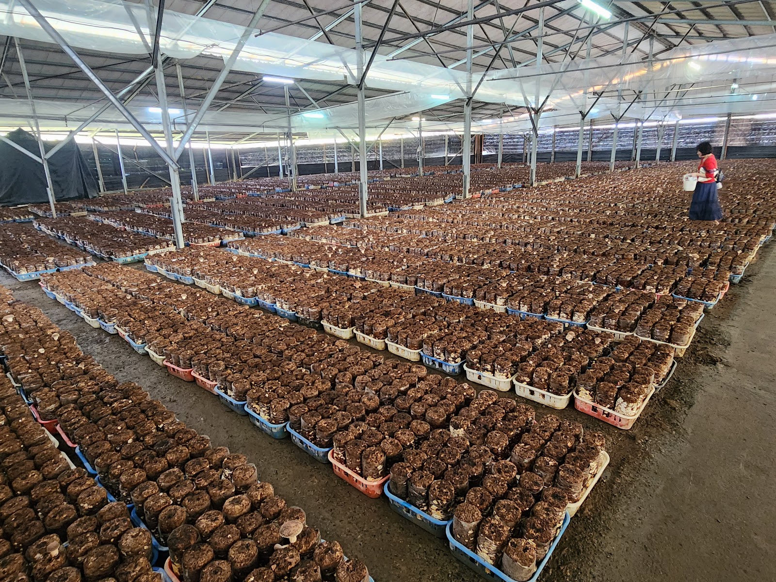 新社百菇莊溫室大棚內整齊排列的萬袋香菇菌包
