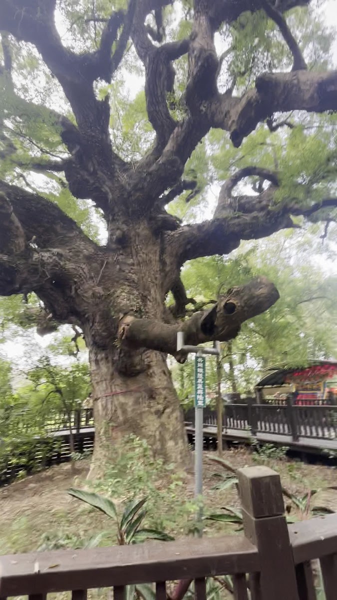 四百年老樟樹遠景，枝幹展開遮天蔽日，龍貓電影場景感