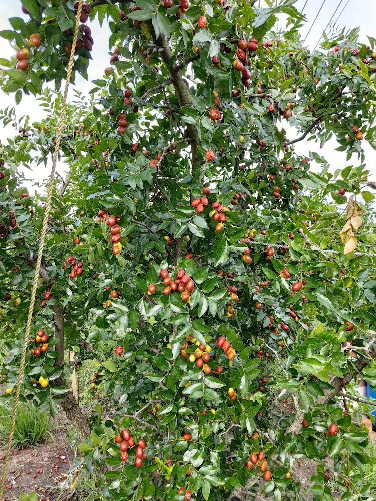 紅棗樹上結滿果實