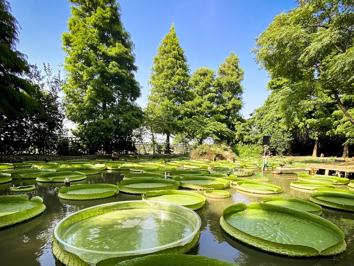 蓮荷園休閒農場大王蓮巨葉浮在水面，背景高大水杉